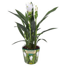 Curcuma Siam Sisto