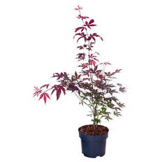Ahorn, Altropurpureum