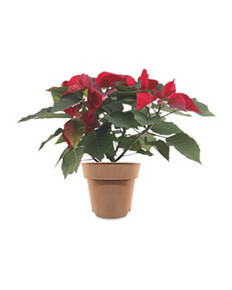 Irish Grown Poinsettia