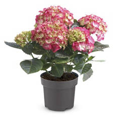 Hortensie, pink