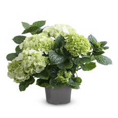 Hortensia, blanc