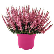 Callunen Pink Girls