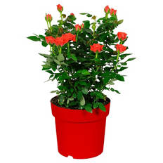 Rosenbusch, Rot