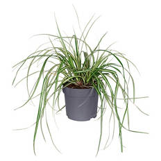 Carex Evergold