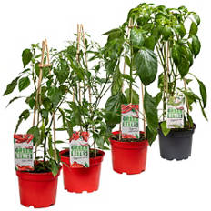 Naschgemüse, Chili