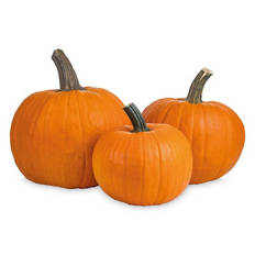 Medium Pumpkin