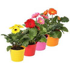 Gerbera in coprivaso