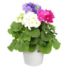 Primel Trio im Zinkeimer, weiß