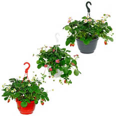 Fraisier à suspendre