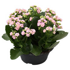 Kalanchoe-Schale, Rosa