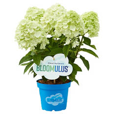 Rispenhortensie
