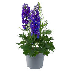 Stauden Delphinium