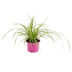 All Pink Sommerpflanzen, Carex Ice Dance