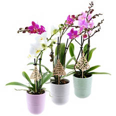 Mini orchidea in coprivaso