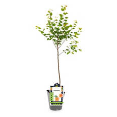 Assortimento frutta con nocciolo, albicocche