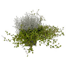 Calocephalus mit Mühlenbeckia