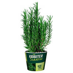 Frische Kräuter, Rosmarin
