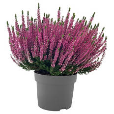 Calluna "Beauty Ladies"