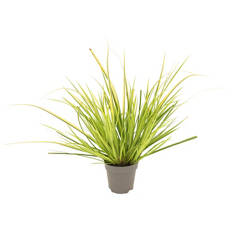 Ziergräser-Sortiment, Evergold