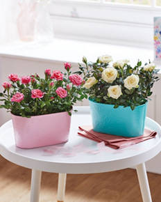 Rose Duo In Zinc Pot