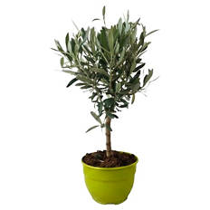 Fruchtgehölze Schalen - Olea europae