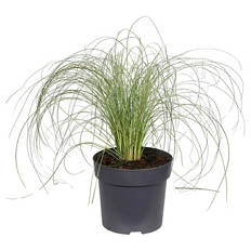 Carex Frosted Curls
