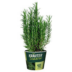 Frische Kräuter, Rosmarin