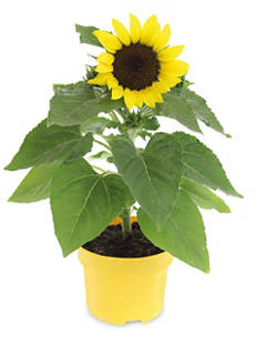 2L Patio Sunflower
