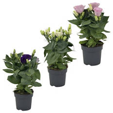 Eustoma