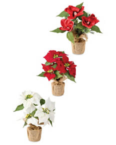 Poinsettia