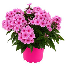 Pink Perfect Phlox Mix