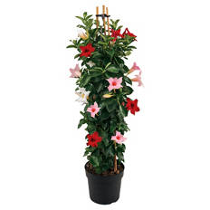 Dipladenie Pyramide Trio