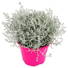 Beetpflanzen Pink Perfect, Calocephalus