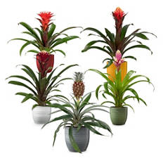 Aloe/Bogenhanf/Bromelie