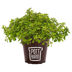 Gourmet-Kräuter Mix, Pizza-Oregano