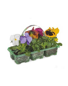 Irish Pansy/Viola 6 pack