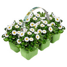 Violen und Bellis 6er-Tray, Bellis