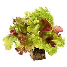 Bunter Salat mit Wurzelballen, Stück