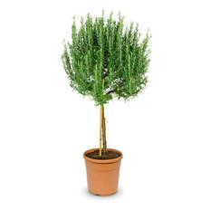 Sredozemska rastlina