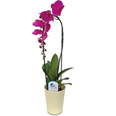 Slovenska orhideja cascada