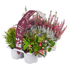 Herbstpflanzen "Fall in Love"