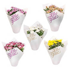 Krizantema Elle Fleur