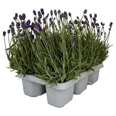 Lavendel 6er-Tray