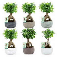 Bonsai in Schale
