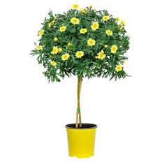 Margeritenstämmchen, gelb