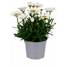 Stauden Leucanthemum Western Star
