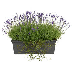 Lavendel Balkonkasten XL 50 cm