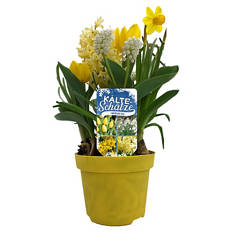 Kälteschätze - Zwiebel-Farbthemen 12 cm, Gelb