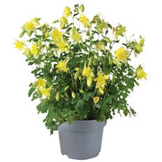 Plantes vivaces printanières fleuries, ancolie