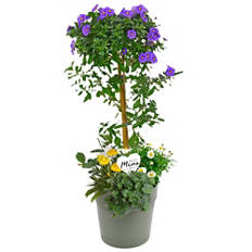 Piante/cestini esclusivi, Festa della mamma, vaso di plastica